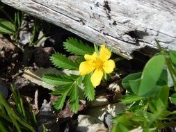 Wildflower Flower