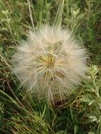 white dandelion among green plants