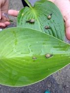 small snails in water on large green leaves