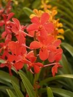 red wild orchids close-up
