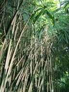 Bamboo Forest in Asia