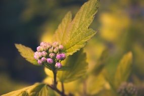 purple inflorescence in a bud on a branch