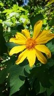 yellow flower among the thickets of the garden