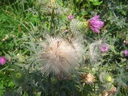 thistle plant seeds
