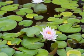 filigreed water lily on the pond