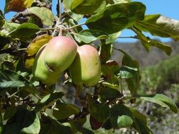 Apples Harvest Tree Orchard