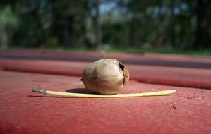 acorn on the red surface