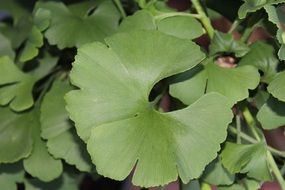 Gingko Leaf close-up on blurred background