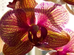 Orchid Phalaenopisis