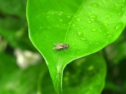 fly on a wet bright green leaf