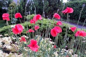 beautiful colorful and fragrant Poppy Flowers