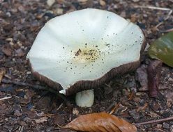 Agaricus mushroom at summer