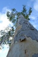 bottom view of High tree in a park