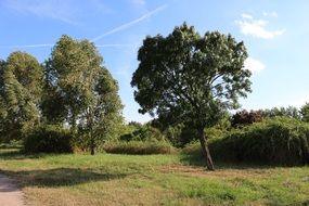 Trees at summer day