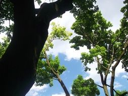 trees with varied foliage