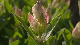 Close up picture of flower plant on blurred background