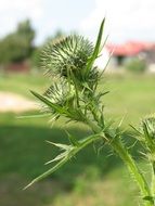 Plant Thistle Macro