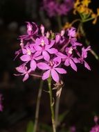 purple wild orchids close-up