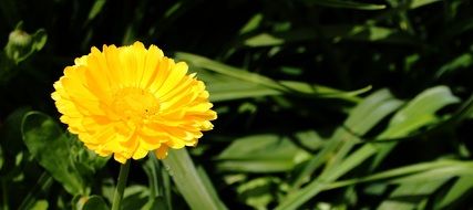 bright yellow calendula under the bright sun