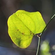 closeup of a green leaf