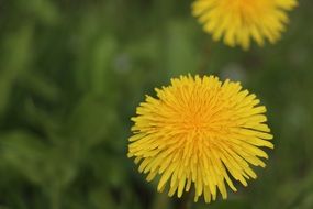 dandelions on a blurry background close-up