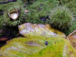 Beautiful and colorful vegetation with leaves at the edge of the forest