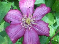 extraordinary Nature Flower