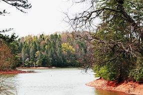 lake among the trees on a sunny day