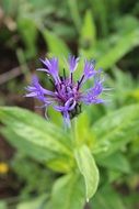 Cornflower Blue Plant Nature
