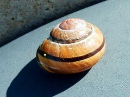 snail like a spiral