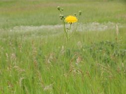 yellow wild flower on the meadow