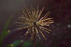 Autumn flower on a dark background