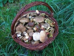 basket with mushrooms on green grass