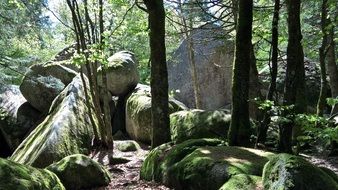 Mystical Forest sunny scene