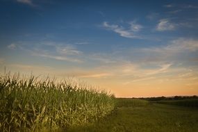 Field of green corn at the farm