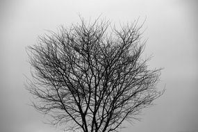 Tree Silhouette, black and white landscape