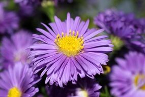 purple easter flower