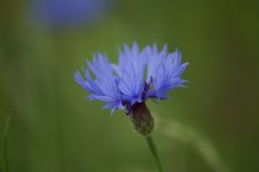 incredible beauty Cornflower