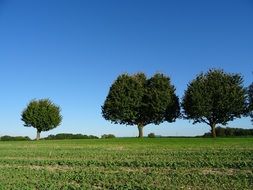 Trees near the field