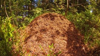 Ants Pile, colony in Forest among Grass