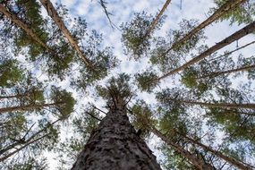 crown of the tree against the sky