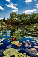 green leaves on the pond