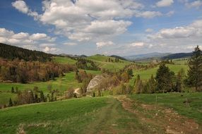 green meadows in the pienins in spring