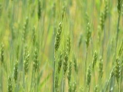 green cereal field in countryside