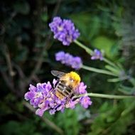 Nature Purple Lavender