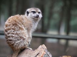 Curious, Vigilant Meerkat