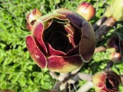 cactus like a flower