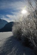 frozen winter forest in Tyrol