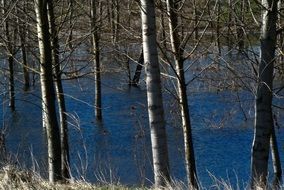 flooded trees