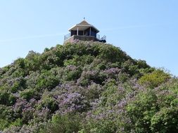gazebo on a hill in the thicket of lilac